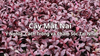 Cây Mắt Nai: Ý Nghĩa, Cách Trồng và Chăm Sóc Tại Nhà